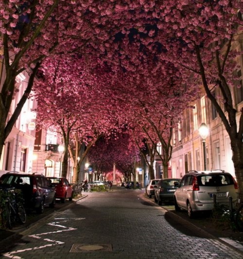 Улица Черри Блоссом (Cherry Blossom Street), город Бонн (Bonn), Германия