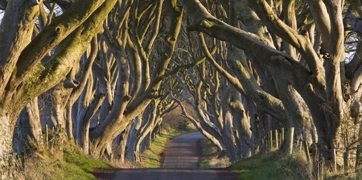 Темная аллея, Графство Антрим, Северная Ирландия