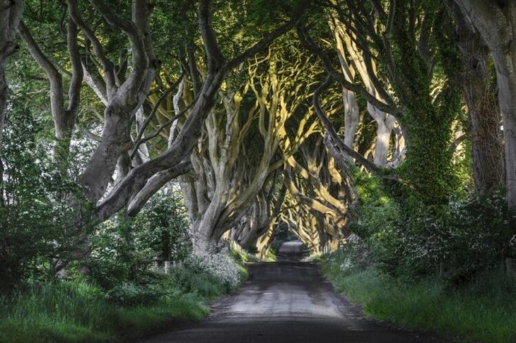 Темная аллея, Графство Антрим, Северная Ирландия